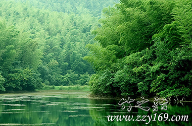 領(lǐng)悟竹之語丨咬定青山不放松，立根原在破巖中